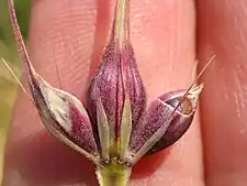 6-row barley has three fertile spikelets per cluster