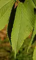 Leaves