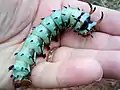 Final instar before pupating