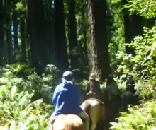 line of horses with riders seen from the rear in front of forest