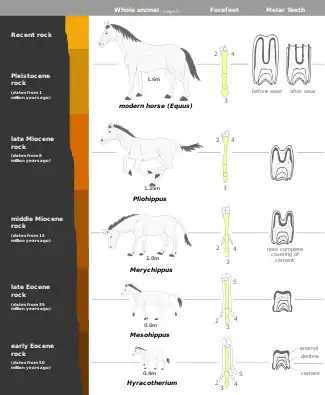 Image 28This image shows a representative sequence, but should not be construed to represent a "straight-line" evolution of the horse. Reconstruction, left forefoot skeleton (third digit emphasized yellow) and longitudinal section of molars of selected prehistoric horses (from Evolution of the horse)