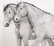 Horse harness