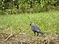 Collecting twigs for building nest, Central Park (Kolkata)