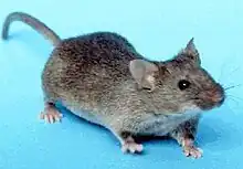 Ratón(Mus musculus)