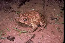 A brown frog with warty skin