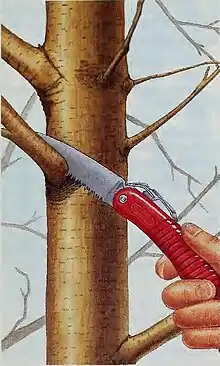 Illustration of word stemming that is similar to tree pruning