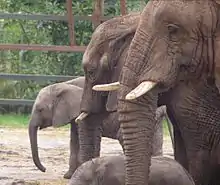 Image 9Credit: Michael HaslamHowletts Wild Animal Park was set up as a private zoo in 1958 by John Aspinall in Canterbury, Kent. More about Howletts Wild Animal Park... (from Portal:Kent/Selected pictures)