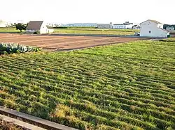 Chufa cultivation fields in Alboraya