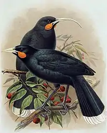 A colourful illustration of two huia birds perched atop a branch with berries.