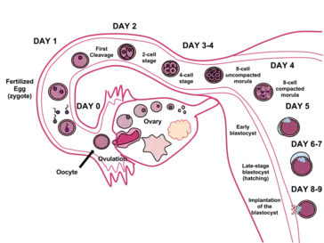 Timeline of human fertilization, ending with implantation of the blastocyst eight to nine days after fertilization.