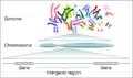 Genomes to chromosomes and from chromosomes to genes