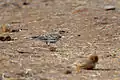 Hume's short-toed lark (Calandrella acutirostris).Amravati, Maharashtra, India.