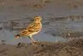 Hume's short-toed lark (Calandrella acutirostris). Akola, Maharashtra, India.