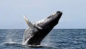 A humpback whale jumping out of the water