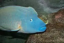 Humphead wrasse in the aquarium