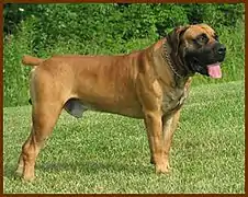 Fawn Boerboel