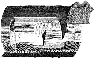 Dissection, showing the electric organs inside the body. At right, the skin is folded back to reveal the main organ above Hunter's organ.