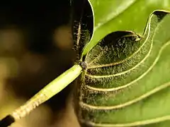 Leaf of Hura crepitans