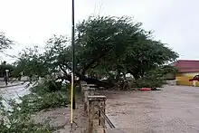 A large tree knocked over on a fence. The ground throughout the image is wet and near the tree, it is torn by the roots.