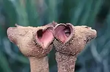 Flowers of Hydnora triceps in Namaqualand, South Africa, 1999