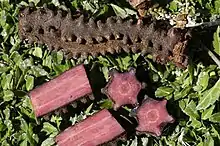 Hydnora triceps, roots at Gemsbokvlei Farm, Wolfberg Road, southeast of Port Nolloth, South Africa, 2003