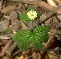 Hydrastidoideae:Hydrastis canadensis