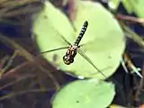 Female in flight