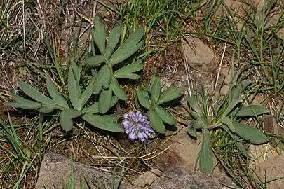 Hydrophyllum capitatum var. capitatum (Wenas Wildlife Area, Washington)