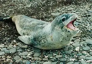 Leopard seal (Hydrurga leptonyx), also referred to as the sea leopard.