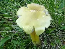 Hygrocybe citrinovirens