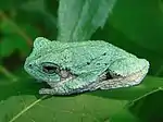 Cope's gray tree frog (Hyla chrysoscelis)