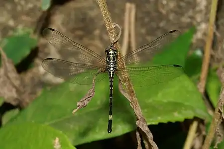 Hylaeothemis apicalis female