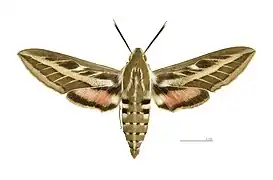 Male