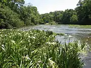 Hymenocallis coronaria is occasional on the Locust Fork.