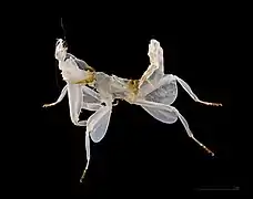 Orchid mantis