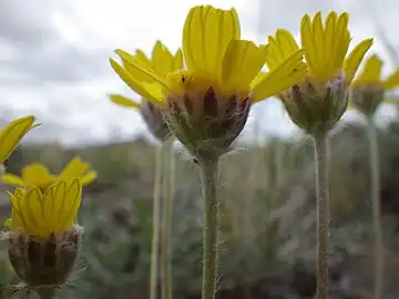 Side view of flowers