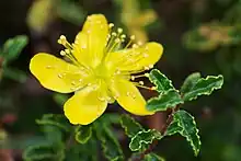 ''H. balearicum'' at the University of California, Berkeley Botanical Garden