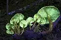 Hypholoma fasciculare fluorescing under 395 nm UV light