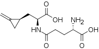 Hypoglycin B