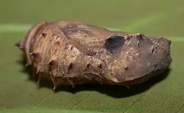 Pupa