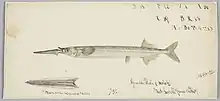 Hyporhamphus melanochir (Tas) : Southern Sea Garfish, 1869, Tasmania, by Frank Edward Clarke. Purchased 1921. Te Papa (1992-0035-2278/38)