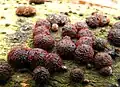 Nectria episphaeria (red beads) growing on Hypoxylon fragiforme