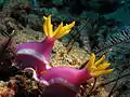 Pair of H. apolegma at Batu Moncho (near Komodo, Indonesia)