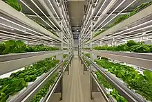 Vertical Farm