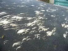 Eclipse projection through leaves in St. Julian's, Malta