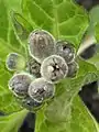 Physochlaina orientalis : same shoot after nine days, bearing developing flower buds displaying imbricate corolla aestivation.