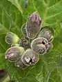 Physochlaina orientalis shoot (ten days) emergent corollae displaying incipient purple pigmentation.