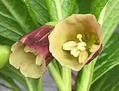 Scopolia carniolica: two flowers in close-up, showing unripe anthers - yet to dehisce.