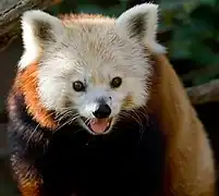 Red panda (Ailurus fulgens).