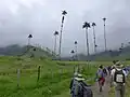 Valle de Cocora, Quindío, Colombia. IPS Biennial 2018.